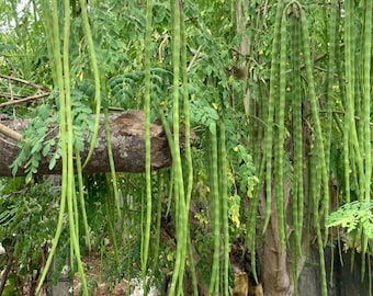 Moringa Drumstick Baumsamen, schnell wachsende Superfood-Pflanze, Hausgarten-Gemüse