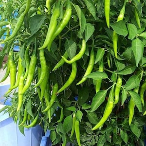 Puede incluir: Primer plano de una planta de chiles con numerosos chiles largos, delgados y verdes colgando de las ramas. La planta tiene hojas verdes exuberantes y está en una caja azul. Los chiles son de un color verde vibrante.