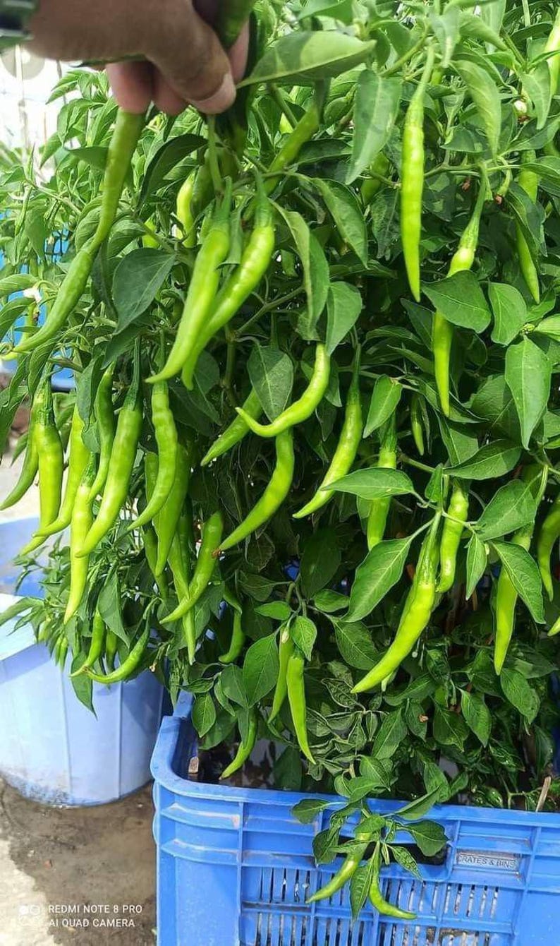 Organic Indian Green Chilli Seeds, Spicy Garden Pepper Seeds - Etsy UK