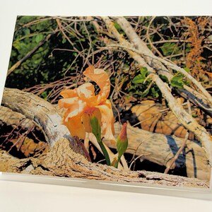 May include: A rectangular greeting card featuring a photographic print of a single peach-colored iris flower in full bloom next to a closed bud, positioned in front of a textured, weathered fallen tree branch and dense green forest foliage.