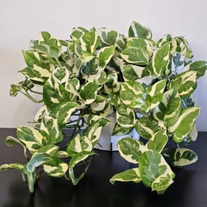 May include: A lush Pothos plant with variegated heart-shaped leaves featuring a mix of deep green and creamy white patterns. The plant is housed in a white container with a visible vertical seam, displaying trailing vines that extend outward.