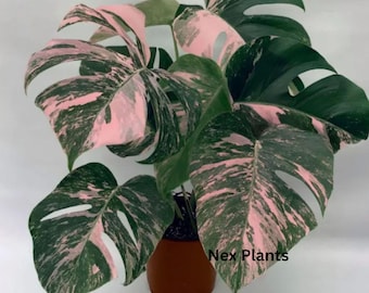 Luxus Monstera Rosa Marmor Rosa Bunt - Seltene Bewurzelte Zimmerpflanze Tropische Lebende Pflanze