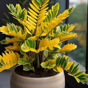 Bonte ZZ-plant: goudgele variëteit, levende plant met wortel in 4-inch pot (fytosanitair certificaat)