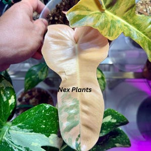 Philodendron billietiae - Etsy sterreich