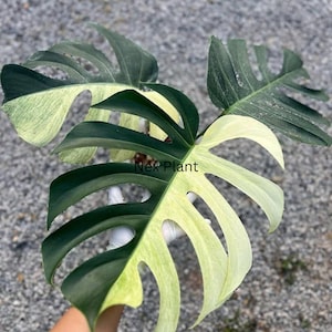 thuja beim einpflanzen düngen Thuja Dünger - Mineralischer NPK Flüssigdünger mit Stickstoff main image 1
