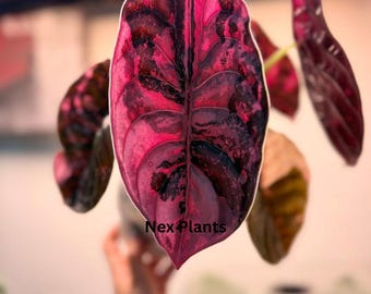 Alocasia Cuprea rosa variegada - Arácea rara de lujo para decoración del hogar, planta de interior viva (certificado fitosanitario)