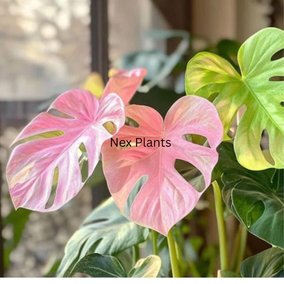 Monstera Albo Plant - Pink Tiger Variegated Exotic Indoor Rooted Live  Indoor Houseplant (phytosanitary Certificate) - Etsy