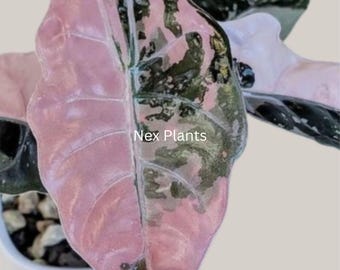 Rare Alocasia Bambino Pink Variegated- Live Aroid indoor Houseplant (phytosanitary certificate)