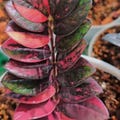 Rare Variegated Pink & Black ZZ Plant - Raven Variegata Unique Houseplant Rooted Live Plant Gift product logo