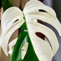Variegated Monstera Albo Borsigiana- Highly Variegated Half Moon Patterns Rooted Live indoor Houseplant product logo
