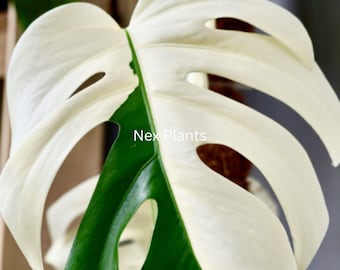 Bonte Monstera Albo Borsigiana - Zeer bonte halvemaanpatronen Gewortelde kamerplant voor binnen