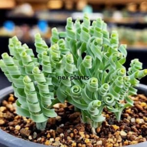 Albuca spiralis (Frizzle Sizzle) – met spiraalvormige bladeren gewortelde levende kamerplant (fytosanitair certificaat)