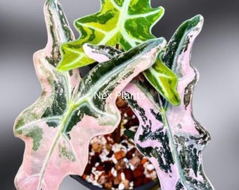 Alocasia Amazonica 'Polly' variegata rosa - Bulbi radicati, pianta da interno viva (certificato fitosanitario)