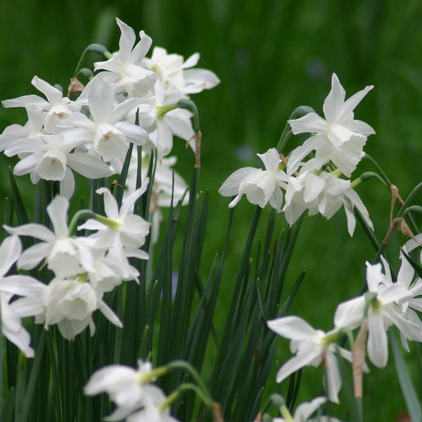 Narcissus - Thalia - Daffodil Bulbs - Home Gardening Supplies