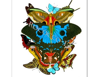 BUTTERFLIES 2- The Colors of the Nature ! Art Print, Illustration, Wall decor,Fine Art Prints, Art Poster