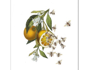 POMARAŃCZE I PSZCZOŁY - Zajęty robieniem miodu! Wydruk artystyczny, ilustracja Dekoracja ścienna, Wydruki artystyczne, Plakat, wydruk, cytrusy