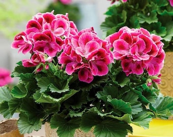 Planta artificial de geranio color melocotón – Flor artificial de seda resistente a los rayos UV