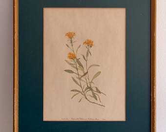 Set of 5 Vintage Framed Botanical Prints, Mary Vaux Walcott Floral Art, Goldenrod Wildflower Prints