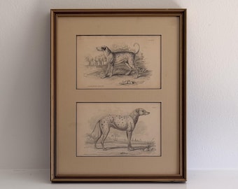 Antique 19th Century Dalmatian Engravings, Original Coach Dog Prints, Custom Framed English Sporting Art