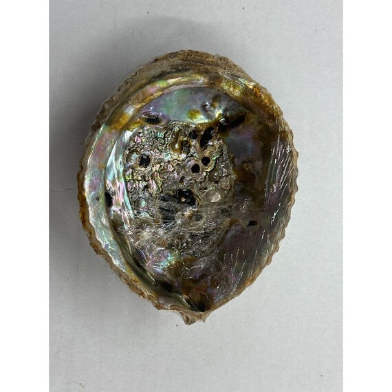 Natural Iridescent Abalone Shell - Ocean Decor | Smudging Bowl
