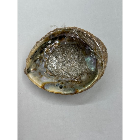 Natural Iridescent Abalone Shell Ring Holder Decor