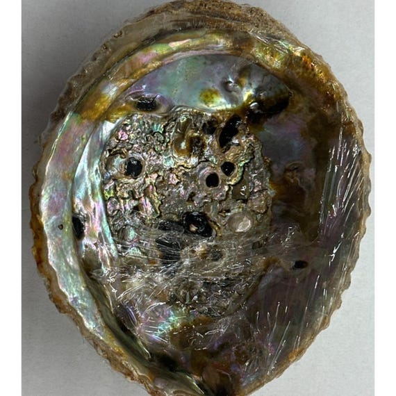 Natural Iridescent Abalone Shell - Ocean Decor | Smudging Bowl View 4