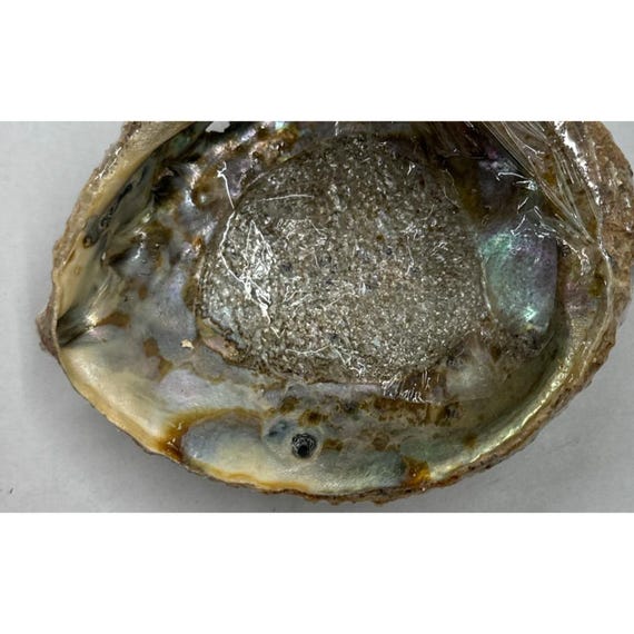 Natural Iridescent Abalone Shell Ring Holder Decor View 4