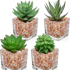 May include: Four small succulent plants in clear square glass pots. The succulents are various shades of green, and the pots are filled with small, light brown and tan pebbles. The plants are arranged against a white background.
