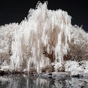 May include: A large weeping willow tree with bright white foliage and a dark brown trunk, positioned beside a calm body of water. The tree features long, cascading branches that hang down toward the water, creating a reflection on the surface.