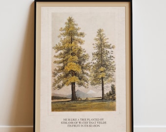 Psalm 1:3 "He is like a Tree" Art Print — Vintage Pine Trees Illustration, Christian Scripture Wall Art (Physical)