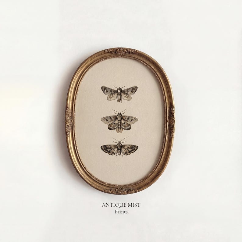 Vintage Moth Illustration Wall Art: Antique Insect Sketch, Entomology ...