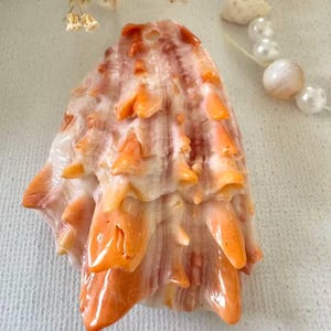 May include: A spiny seashell featuring a gradient of white and vibrant orange hues. The shell has a textured surface with prominent, pointed protrusions extending from its body, showcasing natural ridges and a glossy finish on the orange tips.