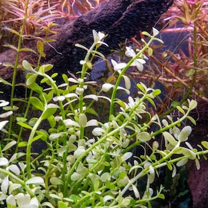 May include: Close-up of aquatic plants with small, oval-shaped green leaves and white tips. The plants have thin, green stems and are surrounded by other aquatic plants and dark brown wood. The background is a blurred blue.