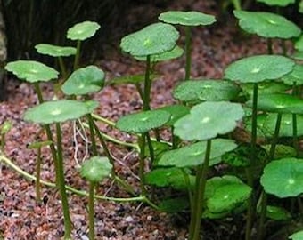 WHORLED PENNYWORT (Hydrocotyle Verticillata) - 10+ rooted Stems - lead bunch - live aquarium plants