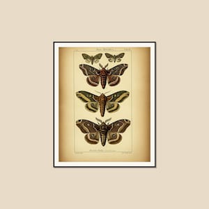 Moth Species Reference Chart - Vintage Entomological Plate with 6 Specimens, Digital Download