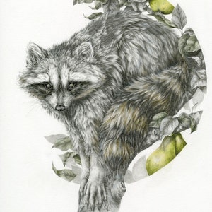 The Obscurer 8x10 fine art print, raccoon woodland pencil drawing image 2