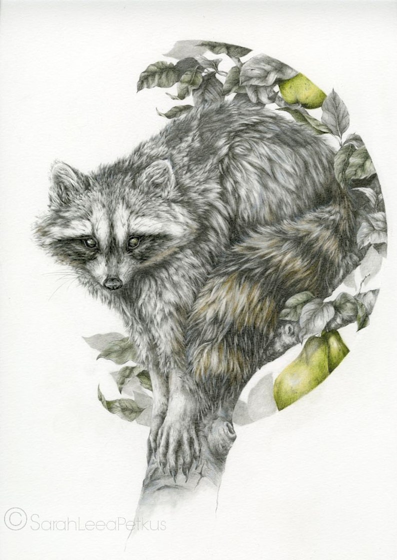 The Obscurer 8x10 fine art print, raccoon woodland pencil drawing image 2