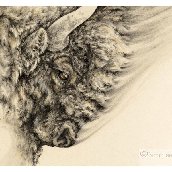 Bison - 11x14 art print - buffalo drawing