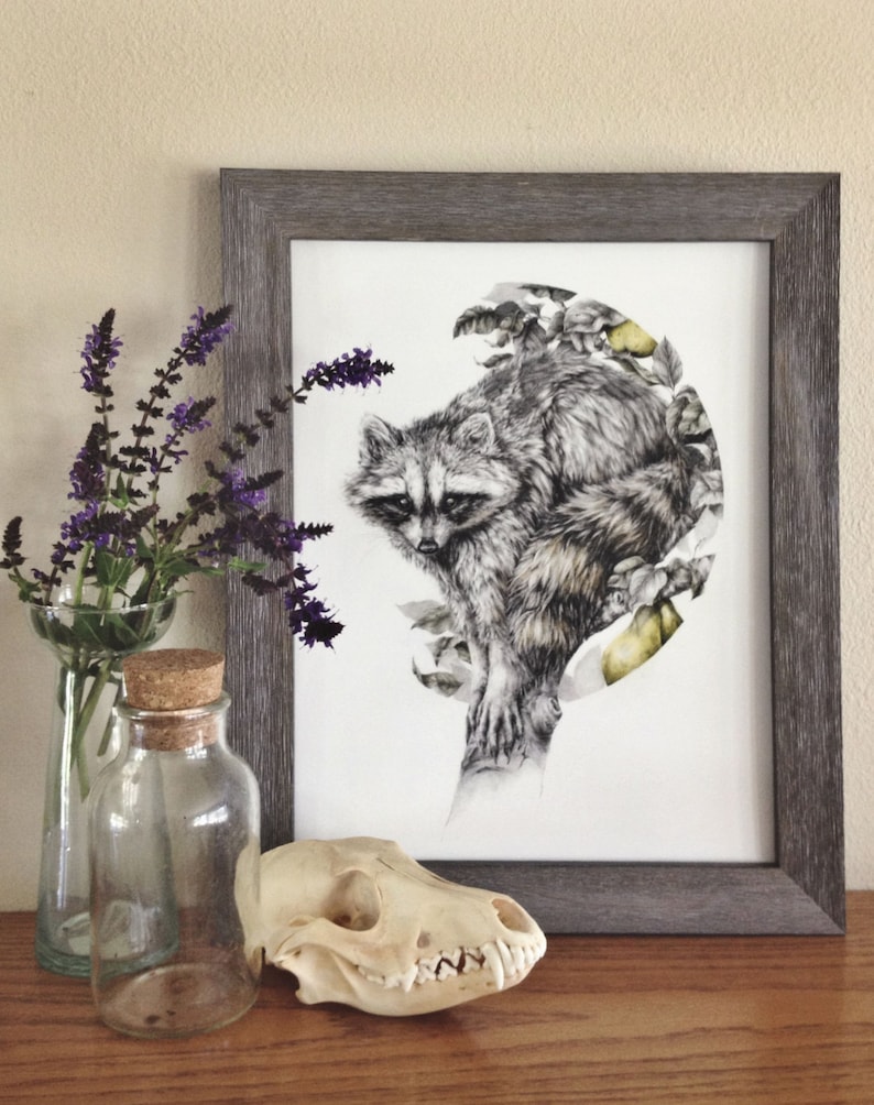 The Obscurer 8x10 fine art print, raccoon woodland pencil drawing image 1