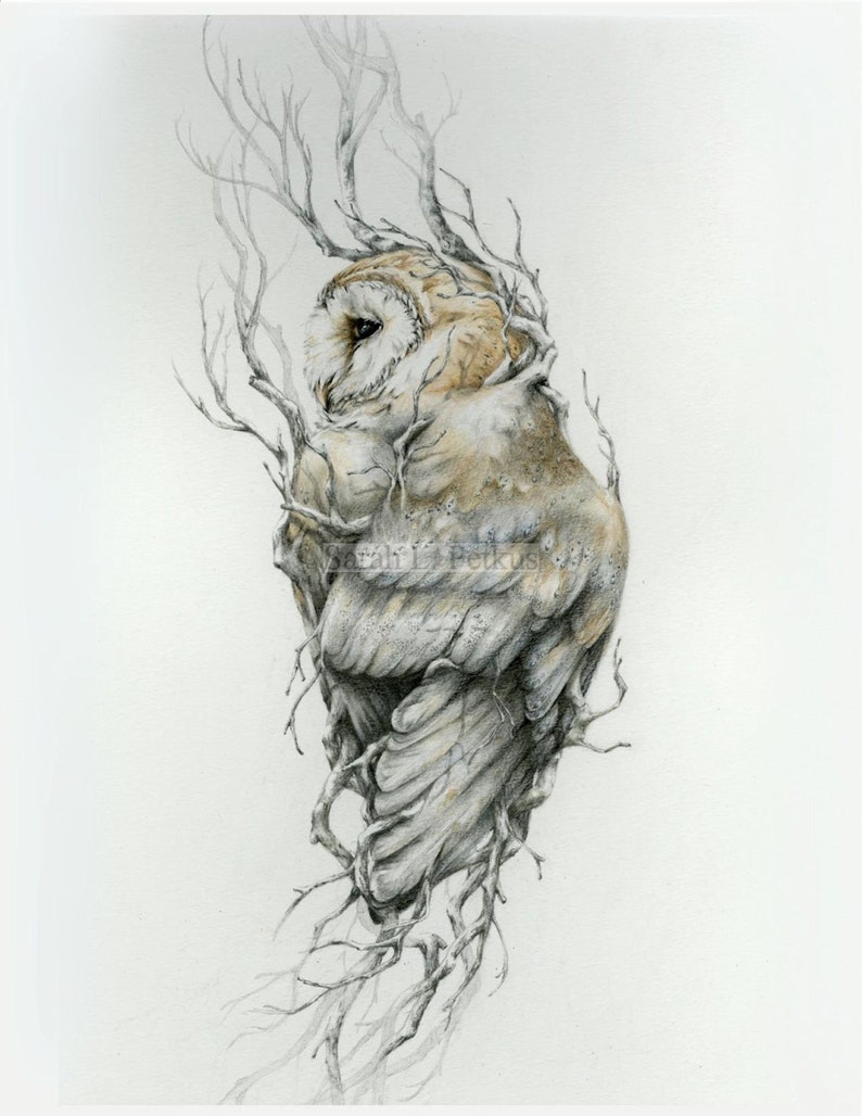 Barn owl 11 x 14 reproduction of original drawing image 1