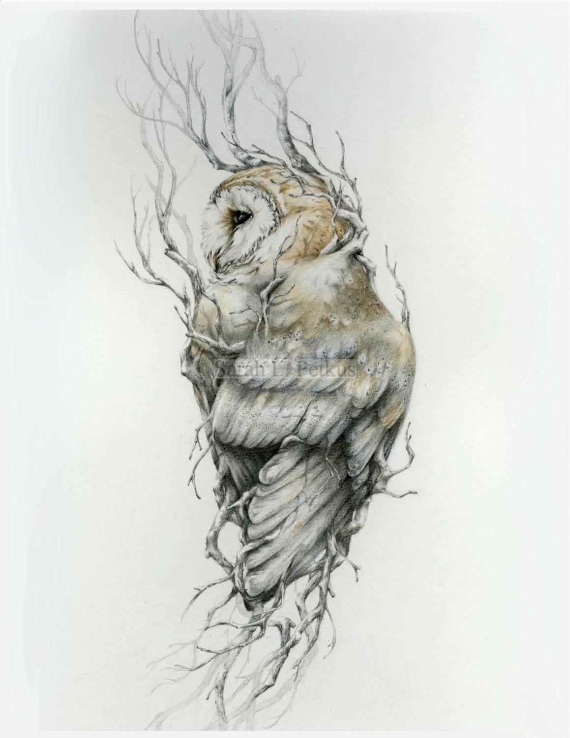 Barn owl -11 x 14 reproduction of original drawing