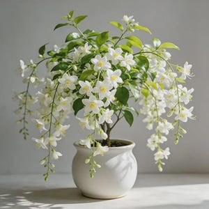 Pode incluir: Uma planta em vaso com flores brancas em cascata e folhas verdes. A planta está num vaso de cerâmica branco. As flores têm centros amarelos e estão em plena floração, criando uma exibição elegante.