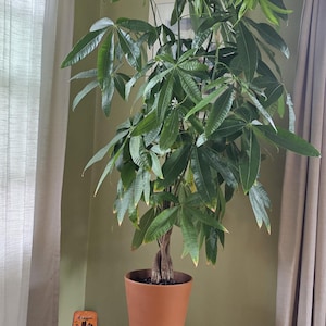 May include: A large, healthy money tree plant in a terracotta pot, sitting on a dark wooden plant stand. The plant has vibrant green leaves and a braided trunk. The stand is approximately 12 inches tall.