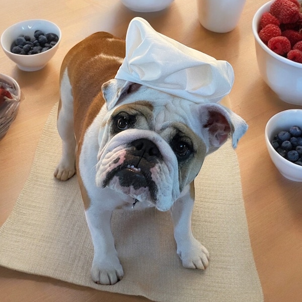 Gorro de chef para perros: disfraz de algodón para perros medianos y grandes