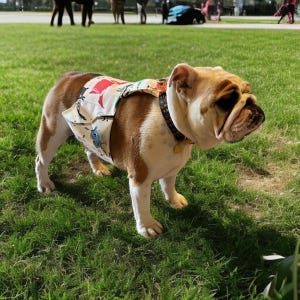 Adjustable Dog Saddle Bag: Bulldog Harness with Pockets