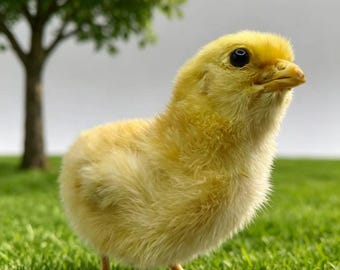 May include: A fluffy, yellow chick stands on green grass, with a tree in the background. The chick has a small beak and dark eyes, and its feathers are a soft, light yellow color. The scene is bright and sunny.
