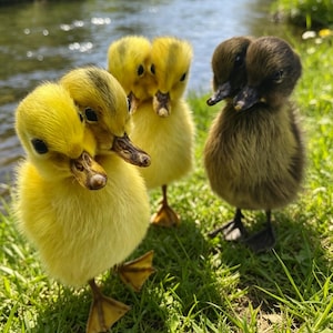 Peut inclure: Trois canetons se tiennent sur l'herbe près d'un ruisseau. Deux sont jaune vif, et le troisième est brun foncé. Les canetons ont de petits becs et des pattes palmées. La scène est éclairée par le soleil, créant une image naturelle et vibrante.