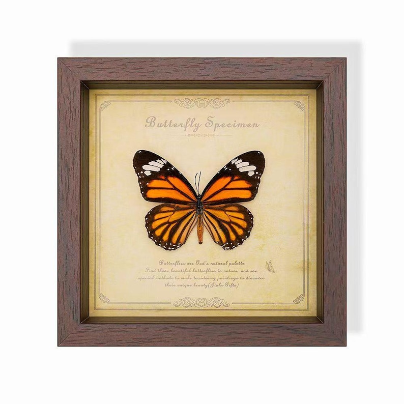 May include: A framed butterfly specimen with a brown wooden frame. The butterfly has orange and black wings, displayed on a cream-colored background with text that reads "Butterfly Specimen". The frame is square.