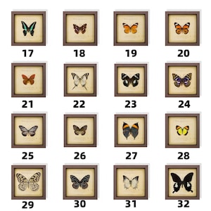 May include: A collection of framed butterfly prints, each showcasing a different species. The butterflies are displayed on a parchment-like background with a brown frame. The prints are numbered 17 through 32.
