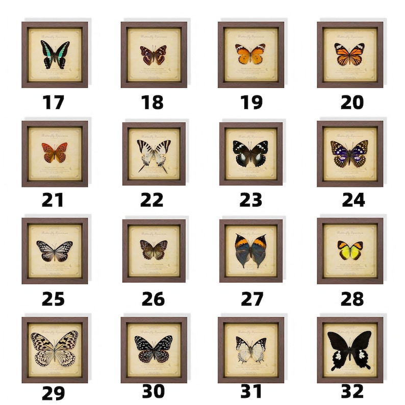 May include: A collection of framed butterfly prints, each showcasing a different species. The butterflies are displayed on a parchment-like background with a brown frame. The prints are numbered 17 through 32.